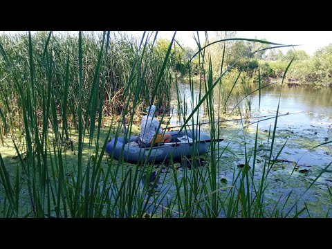 Видео: ЛЯЩІ ЛОПАТИ НА ПОПЛАВОК У ЗАРОСЛЯХ ЛАТАТТЯ. Рибалка на поплавок