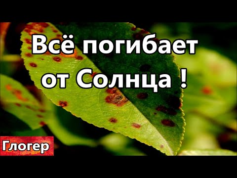 Видео: Всё что находится под солнцем , пропадает и гниёт ! Не слушайте сказки про матку НЛО или метеорит !