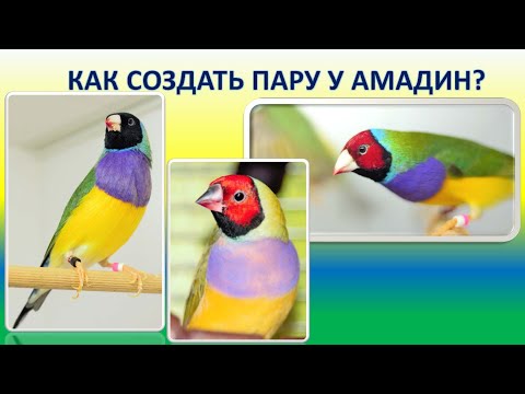 Видео: Как подобрать пару амадин. Страсти у амадин - самка долбит самца по голове, чтобы танцевал!