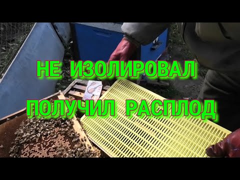 Видео: ЕСЛИ НЕ ИЗОЛИРОВАТЬ ПЧЕЛИНУЮ МАТКУ....