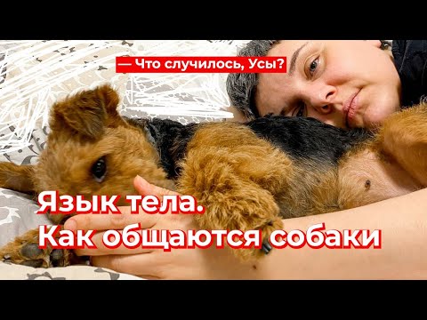 Видео: Что случилось, Усы? Язык тела. Как общаются собаки