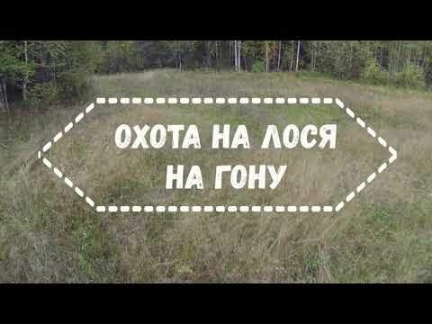 Видео: Охота на лося во время гона. Добыт хороший бычок (без выстрела).