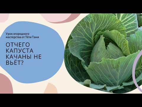Видео: Отчего капуста кочаны не вьет...