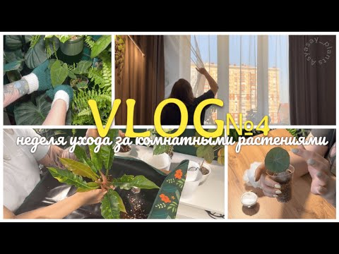 Видео: ВЛОГ №4 | Неделя ухода за КОМНАТНЫМИ РАСТЕНИЯМИ