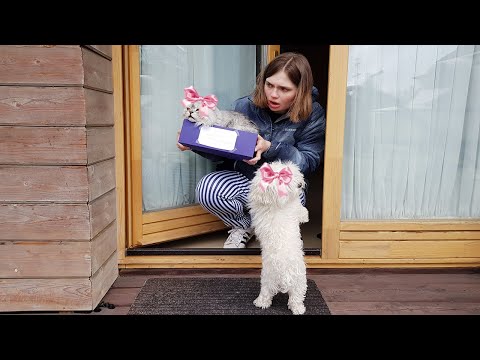 Видео: ПОДКИНУЛИ ЩЕНКА И КОТЁНКА ПОД ДВЕРЬ В КАРАНТИН