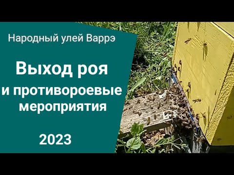 Видео: Народный улей Варрэ. Выход роя и противороевые мероприятия