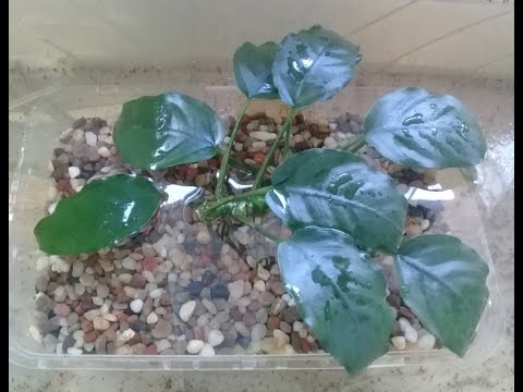 Видео: Размножаю анубиас
