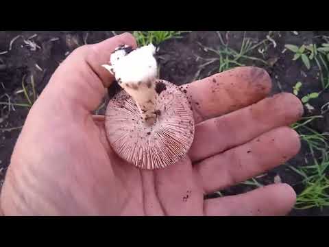 Видео: Дача, ГРИБЫ СОБЕРУ  ПРОВЕРЮ ЖИТЬ ХОЧЕТСЯ...Бердянск Запорожская