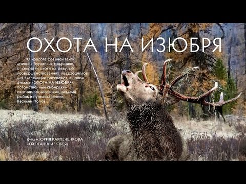 Видео: ОХОТА НА ИЗЮБРЯ