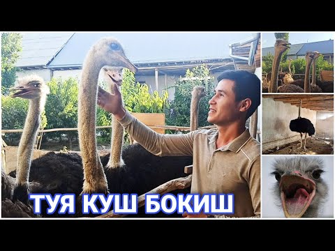 Видео: УЙДА ТУЯ КУШ БОКИШ ВА МУМАЙ ДАРОМАД КИЛИШ #СТРАУС TUYA QISH BOQISH BIZNESI VA DAROMADI