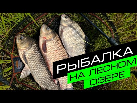 Видео: ЛОВЛЯ КАРПА НА ФИДЕР / ОГРОМНЫЕ КАРАСИ / FROS FISHING