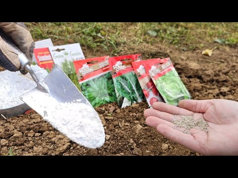 Видео: Сад в ноябре! Пришло время сеять эти растения и эти важные рабочие места!