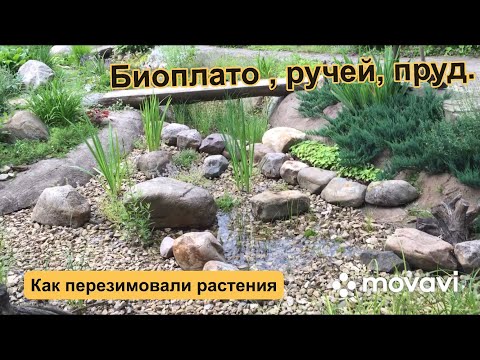 Видео: Биоплато Ручей Пруд. часть 2