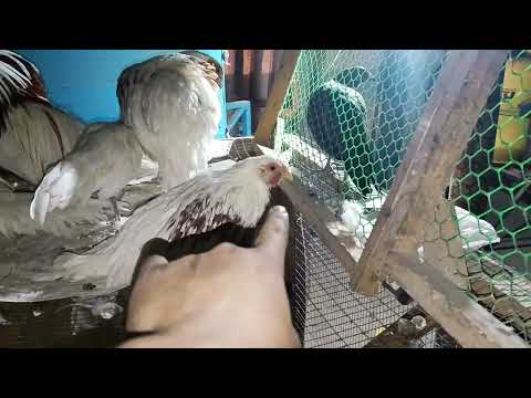 Видео: Декларативни паррандаларTOMOSHA