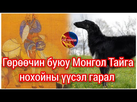 Видео: Монгол ТАЙГА нохойны түүх. Гоё түүхүүд Goe tuuhuud mongol nohoi Taiga Barimtat kino