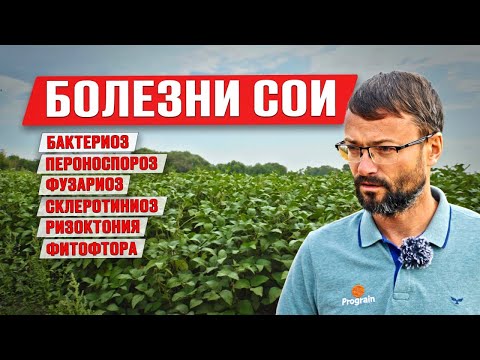 Видео: Болезни сои | Содержание протеина в сое | Ошибки в защите сои | Возделывание сои