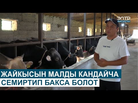 Видео: ЖАЙКЫСЫН МАЛДЫ КАНДАЙЧА СЕМИРТИП БАКСА БОЛОТ ? // ЧАРБАКЕР