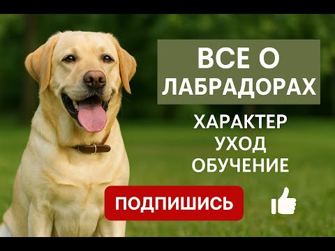 Видео: 🐾Лабрадор-ретривер: секреты идеального друга❤️ и семейного героя