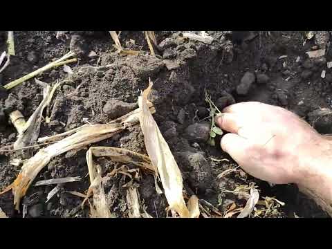 Видео: дисковка агд 2.5 МТЗ. Молдова 2023