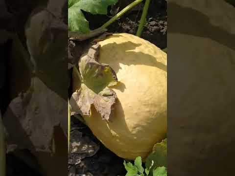 Видео: гарбуз турка на 1.40