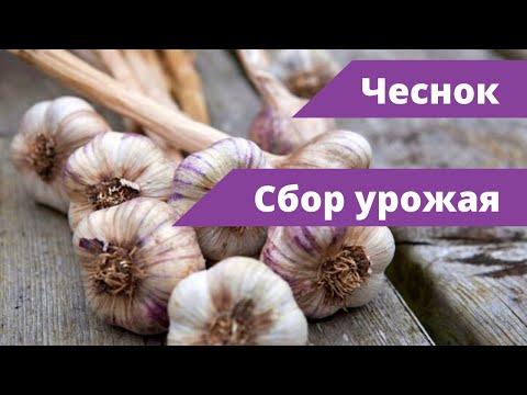 Видео: КРУПНЫЙ УРОЖАЙ ОЗИМОГО ЧЕСНОКА | Уборка чеснока и его хранение