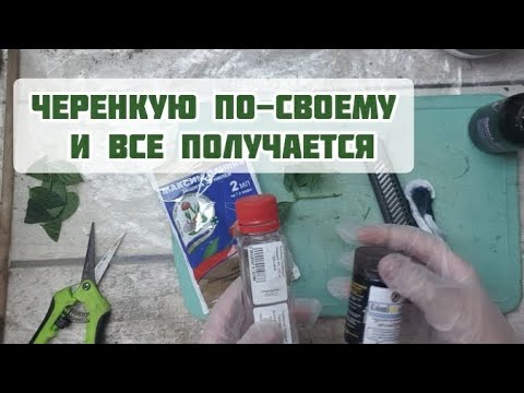 Видео: МОЯ ТЕХНОЛОГИЯ ЧЕРЕНКОВАНИЯ ГОРТЕНЗИИ - РАСКРЫВАЮ СЕКРЕТЫ