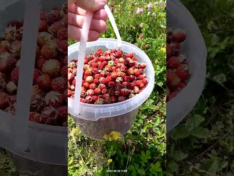 Видео: Набрали луговой клубники в Тульской области #АзбукаГрибов