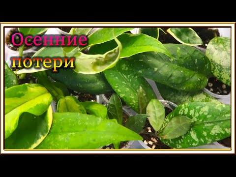 Видео: Растения в тепличке /Неудачи с укоренением осенью