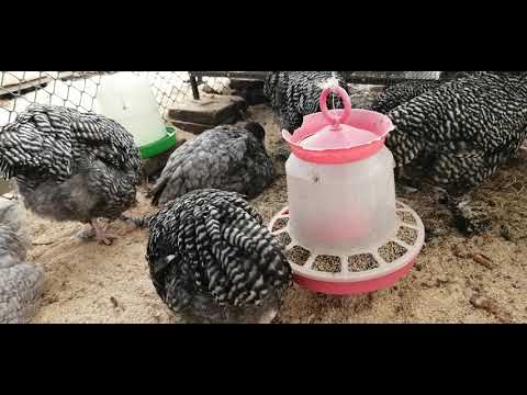 Видео: Как вырастить Мехеленскую кукушку от А до Я