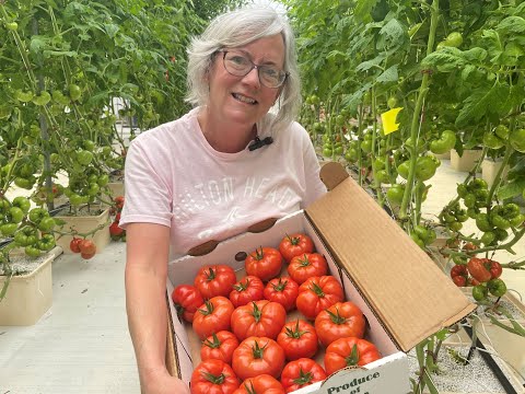 Видео: Производственные показатели гидропонного ведра Bato и ПОМИДОРЫ!!