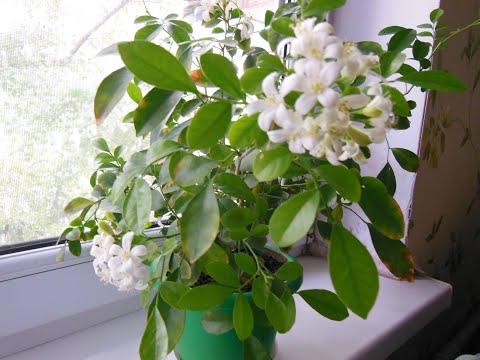 Видео: Не покупайте голландскую мурайю!