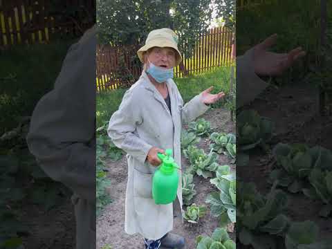 Видео: Як вивести білокрилку на капусті ? 🥬як боротись з білокрилкою ?білокрилка 🥬