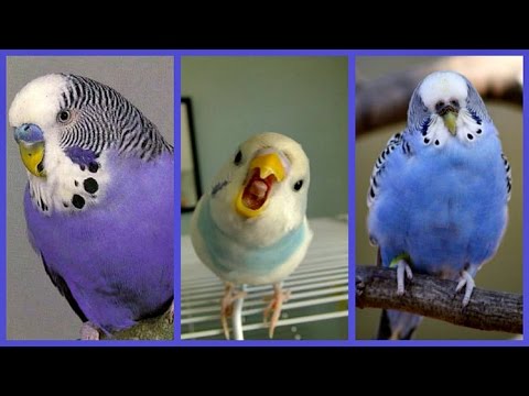 Видео: 3 часа - Ну-у Очень Веселый Волнистый попугайчик :)