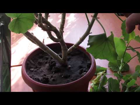 Видео: Омолаживаем старую пеларгонию (герань). Какие черенки не годятся для укоренения.