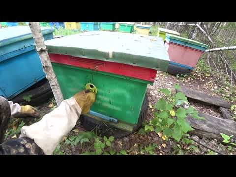 Видео: ПЕРЕВОЗКА ПЧЕЛОСЕМЕЙ С ТОЧКА НА СТАЦИОНАРНУЮ ПАСЕКУ