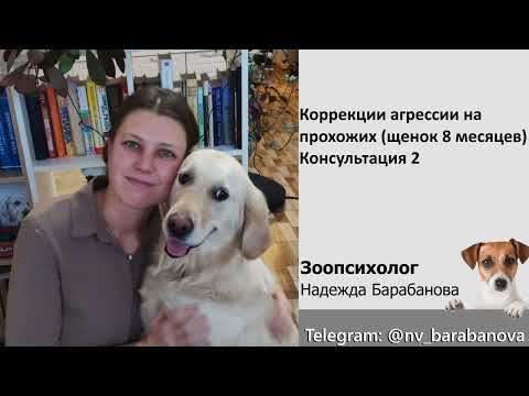 Видео: Агрессия на прохожих (щенок 8 мес) - вторая консультация зоопсихолога