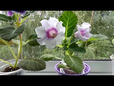 Видео: Цветение глоксиний первогодок