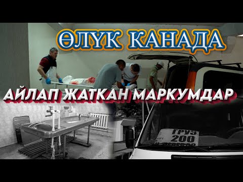 Видео: Люкта жатып курттап кетишет (Максутов Эрмек)