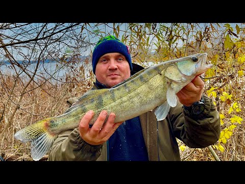Видео: ЗНАЙШОВ КОРЧА А В НЬОМУ ТРОФЕЙНІ СУДАКИ!!!