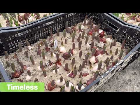 Видео: Вигонка тюльпанів 🌷 4 Лютого 2023 ▶ Частина 3