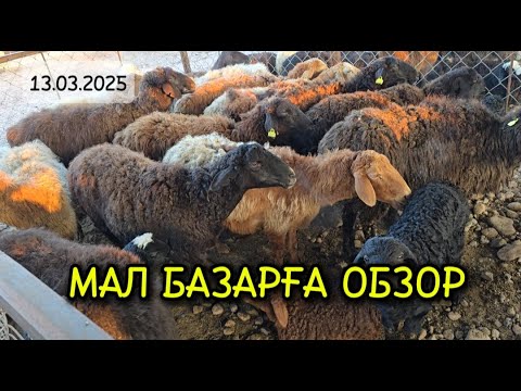 Видео: ҚОЙ БАЗАР / МАЛ БАЗАР МЕРКЕ & СКОТНЫЙ РЫНОК