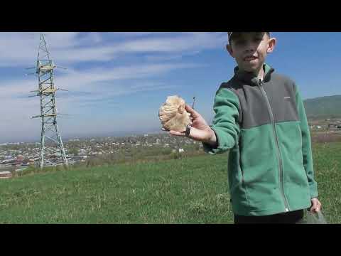 Видео: Грибное место.