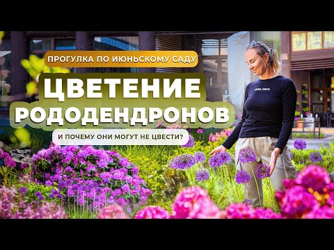 Видео: Цветение рододендронов и почему они могут не цвести?