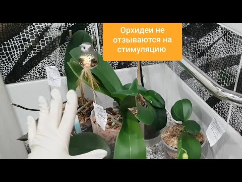 Видео: Почему орхидеи ЗАКУКЛИВАЮТ КОРНИ?Почему МЕЛЬЧАЮТ листья?Почему орхидеи не откликаются на СТИМУЛЯЦИЮ?