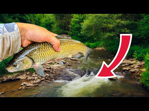 Видео: МАЛКА река ПЪЛНА С РИБА! Риболов на КЕФАЛ!