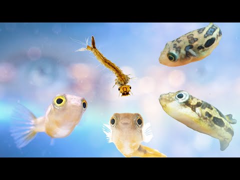 Видео: Моя маленькая горошина-рыбка-собака против личинки комара