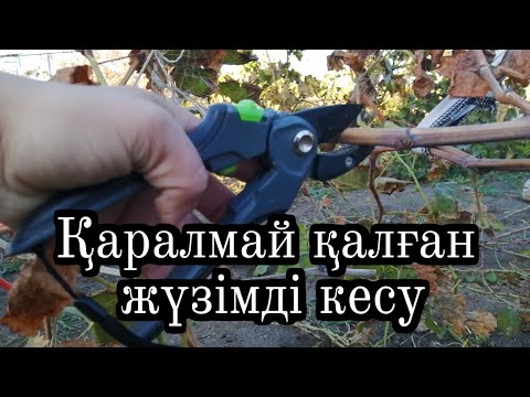 Видео: Жүзімді оңай кесу.