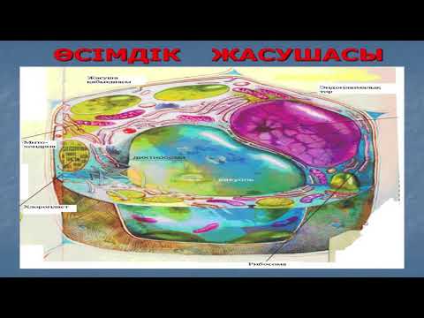 Видео: Жиенбай С Б  Жасуша және оның құрылысы