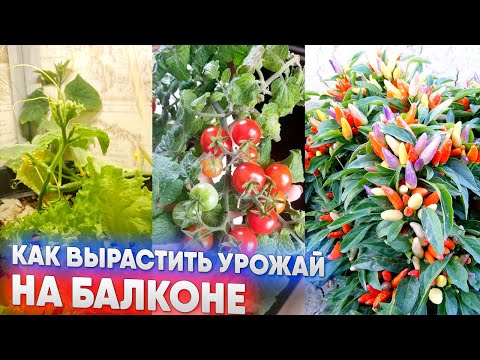 Видео: Как вырастить урожай на балконе