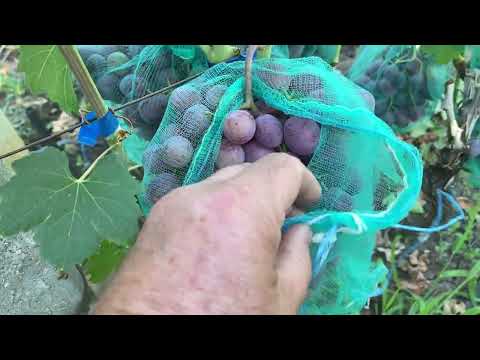 Видео: Очень ранние формы винограда, которые заслуживают высокой оценки. Посмотрите, Вы о них спрашивали
